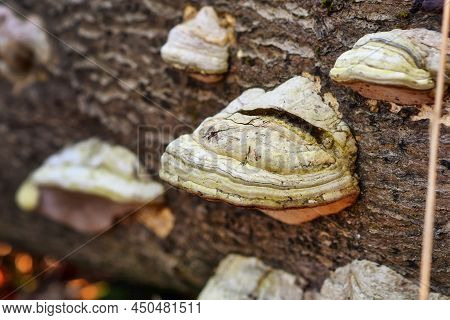 Tinder Fungus With Botanic Name 'fomes Fomentarius' Growing On Dead Tree