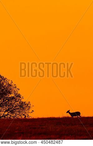 A Hog Deer Walks On The Hill At Dusk. Dramatic Sunset Sky In The Background. Phu Khieo Wildlife Sanc
