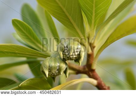 Paperbush Grandiflora Flower Buds And Leaves Close Up