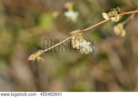 Winter Flowering Honeysuckle Branch With White Flowers