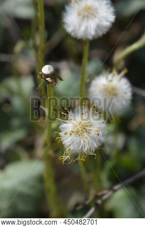 Coltsfoot White Seed Heads In The Spring