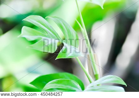 Mini Monstera, Monstera Deliciosa Liebm Or Philodendron Ginny Or Rhaphidophora Terrasperma Or Moster
