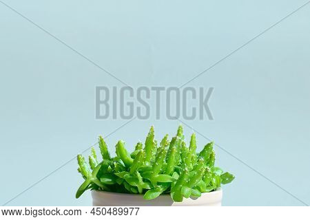Little Cactus Hylocereus Undatus Or Pitaya In The Pot On Light Blue Pastel Background. Minimalist Ho