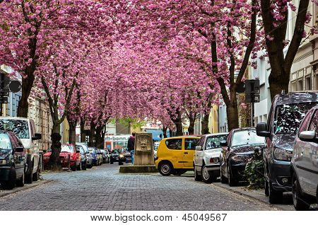 Satır, Cherry Blossom ağaçlar üzerinde Heerstrasse (cherry Blossom Caddesi'nden) içinde Bonn, Almanya