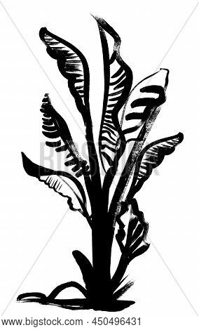 Black And White Silhouette African Banana Palm Trees Painted In Gouache Drybrush N Isolated On White