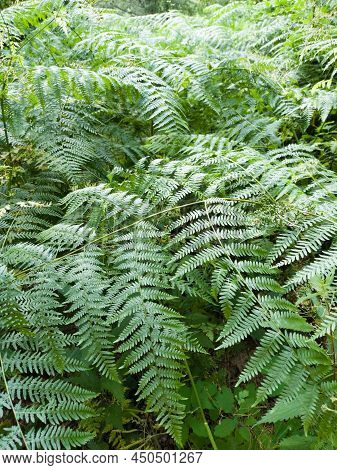 Filicopsida Set Of Green Ferns In Lush Forest In Extremadura