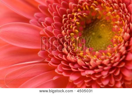 De roze bloem Close-up Macro