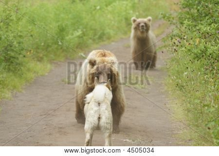 Medvěd hnědý (ursus Arctos Jeniseensis)