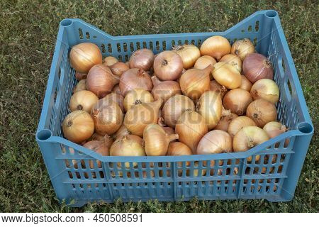 Fresh Crop Of Onions. A Box With Vegetables, Bulbs In A Plastic Container.