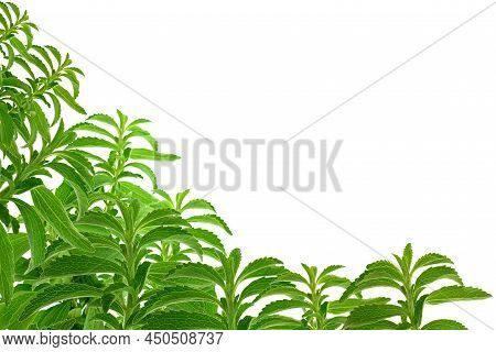 Stevia Banner.stevioside Sweetener. Stevia Twig Isolated On White Background With Green Gradient.org