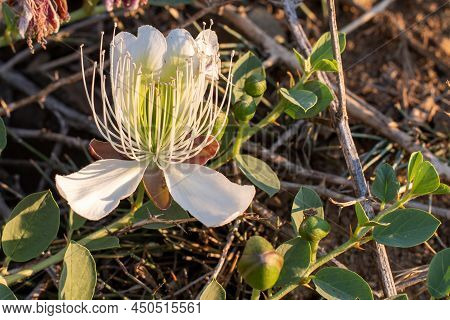 Flowering Plant Capparis Spinosa. White Flowers And Buds With Green Leaves. Vegetable Culture: Unblo
