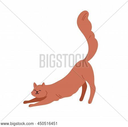 Cute Cat Stretching Itself On Front Paws With Tail Raised Up. Happy Funny Kitty. Feline Animal. Ador