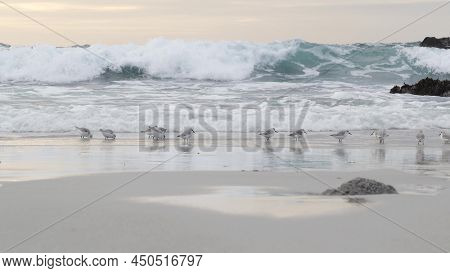 Ocean Waves And Many Sandpiper Birds, Rocky Beach, Small Sand Piper Plover Shorebirds Flock, Montere