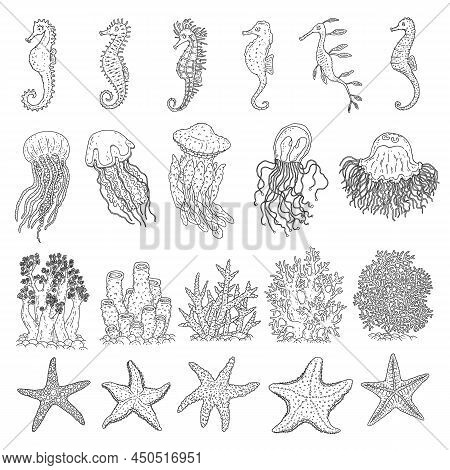 Set Seahorses, Jellyfish, Starfishes And Corals Different Forms. Vector Ocean Animals Underwater Lif