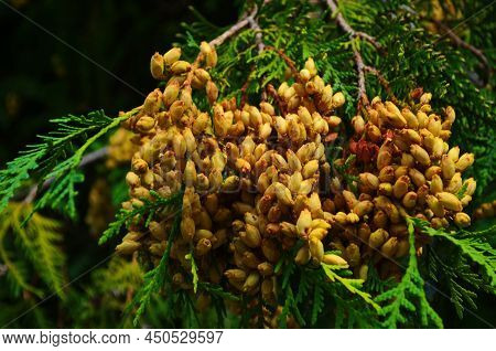 Brown Buds With Seeds On Branches Of Thuja Occidentalis Close Up. Northern White-cedar, Eastern Arbo