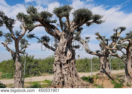 Old Bizarre Olive Trees In The Zimrat Moshav In Southern Israel