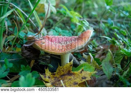 A Poisonous And Hallucinogenic Mushroom Fly Agaric In The Grass Against The Background Of An Autumn 
