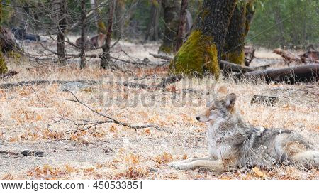 Wild Furry Wolf, Gray Coyote Or Grey Coywolf, Autumn Forest Glade, Yosemite National Park Wildlife, 
