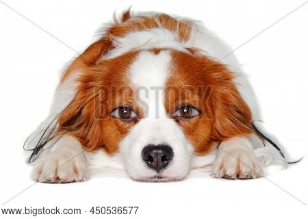 therianthrope Kooiker with human eyes on a clean white background