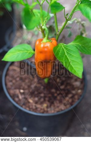 Top View Cubanelle Pepper Plant With Ripe Sweet Chili Fruit Growing In Pot With Drip Irrigation Syst