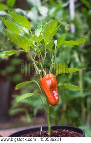 Compact Cubanelle Pepper Plant With Leafy Background And Ripen Sweet Chili Fruit At Homestead Garden