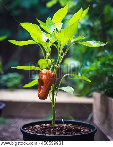 Plastic Nursery Pot And Wooden Raised Beds With Ripening Cubanelle Pepper Fruits And Drip Irrigation