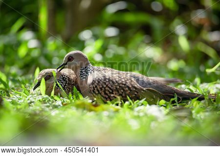 Spotted Pigeon Or Spilopelia Chinensis - A Small And Somewhat Long-tailed Pigeon. Two Spotted Pigeon