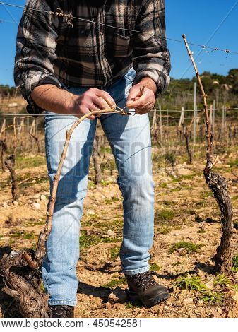 Farmer Pruning The Vine In Winter. Agriculture.