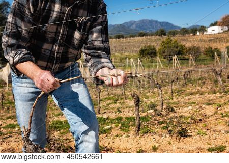 Farmer Pruning The Vine In Winter. Agriculture.