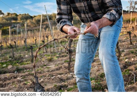 Farmer Pruning The Vine In Winter. Agriculture.