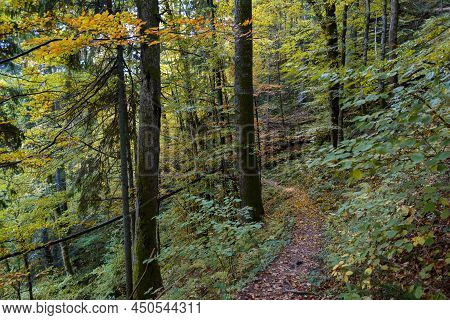 Forest Footpath. Colorful Leaves Of Trees In The Autumn Forest, Colors Of Leaf-fall. Autumnal Forest