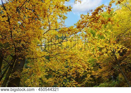 Sunny Day In The Forest. Autumnal Forest Landscape. Colorful Leaves Of Trees In The Autumn Forest, C