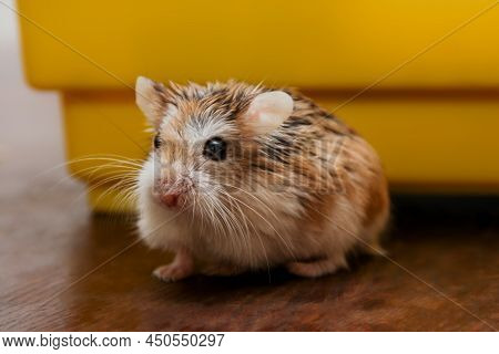 Cute Dwarf Hamster It Is Out The Cage - Roborovski Hamster