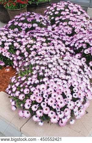 Light Purple Osteospermum Or Dimorphotheca Flowers In The Flowerbed, Purple Flowers