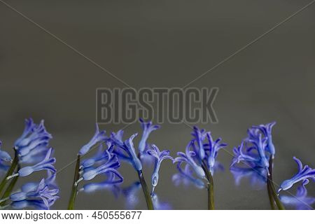 Blue Hyacinth Flower On Gray Background. Close Up Of A Beautiful Blue Hyacinth Flower. Top View, Cop