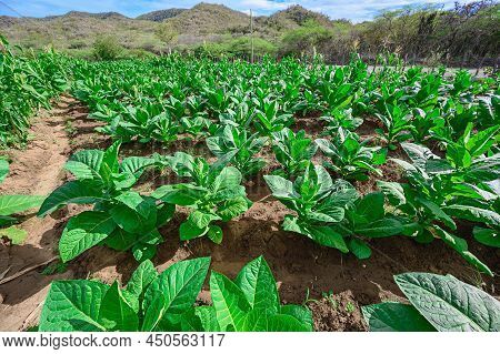 Tobacco Plantation In Tropical Country. Nicotiana Herbs During Cultivation In Dominican Republic. Ci
