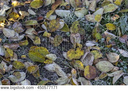 Autumn Yellow Leaf On A Branch In The Needles Of Frost. Morning Frost. Rime. Late Autumn.