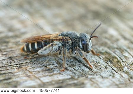 Closeup On A Female Of A Southern Mining Bee, Andrena Decipiens Sitting On A Piece Of Wood