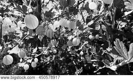 Photography On Theme Beautiful Berry Bush Gooseberry