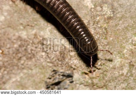 Upperside Of A Portuguese Millipede Ommatoiulus Moreleti. Santa Cruz De La Palma. La Palma. Canary I
