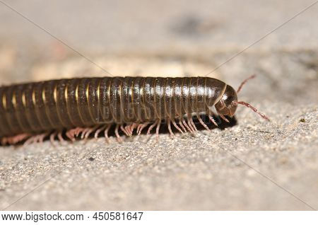 Portuguese Millipede Ommatoiulus Moreleti In Santa Cruz De La Palma. La Palma. Canary Islands. Spain