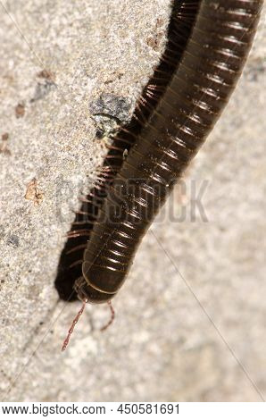 Portuguese Millipede Ommatoiulus Moreleti In Santa Cruz De La Palma. La Palma. Canary Islands. Spain