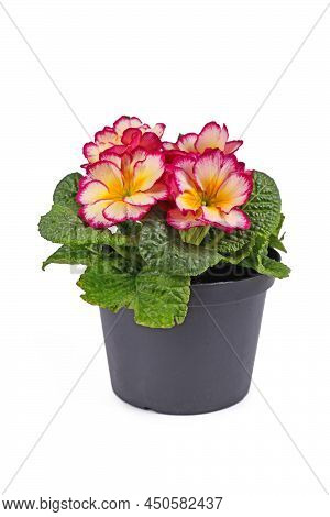 Bloomig Primrose Flowers In Pot On White Background