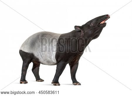 side view of a Malayan tapir using its snout to smell, Tapirus indicus