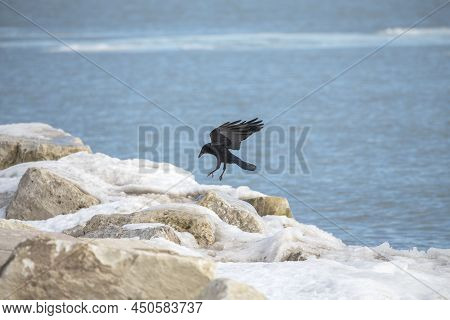 The American Crow (corvus Brachyrhynchos) On The Shore Of Lake Michigan