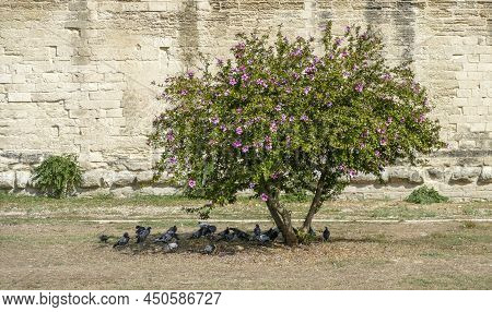 Blooming Buah With Lots Of Doves In Its Shadow Seen In Lecce, A City In Apulia, Italy