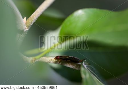Close Up Of An Earwig On A Plant.