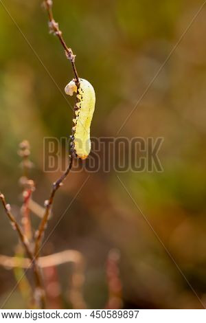 The Caterpillar Of A True Leaf Wasp (tenthredinidae) On A Plant.
