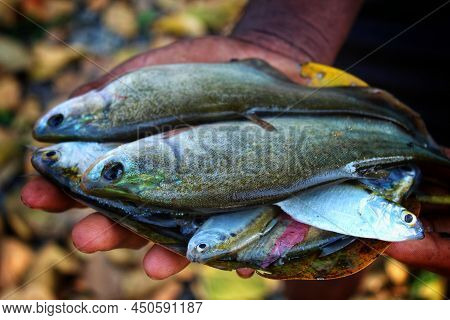 A Yound Fish Farmer Holding Lots Of Chitala Fish In Hand In Nice Blur Background