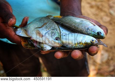 A Yound Fish Farmer Holding Lots Of Chitala Fish In Hand In Nice Blur Background